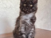 DEV black smoke erkek maine coon