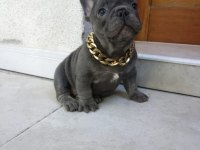 French Bulldog puppys