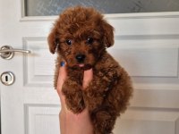 KORE ERKEK POODLE YAVRUMUZ