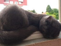 BRITISH SHORTHAIR KEDİMİ SAHİPLENDİRİYORUM