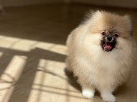 Mükemmel pofuduk minik pomeranian