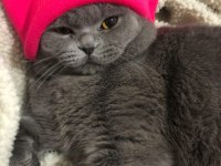 Temiz, bakımlı scottish fold