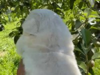 KÜÇÜK YAKIŞIKLI PEKİNEZ
