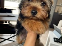 Safkan kız bebek yorkshire terrier