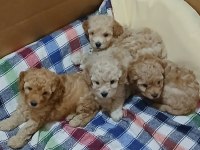Kocaelide Safkan Apricot Toy Poodle