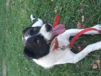 Melez köpek