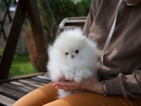 TEACUP KOREAN POMERANİAN YAVRUMUZ