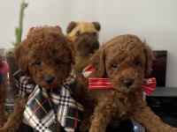 Güzel Suratlı Poodle Yavrular