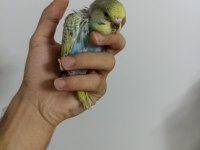 Yeme yeni düşmüş ve düşmek üzere muhabbet kuşu yavrularımız