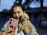 Maltipoo Teacup Tatlıler Hazırda Sizi Bekliyorlar