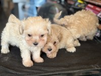 Petmode köpek çiftliğinde ziyarete açık maltipoo