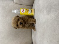 Kore Kan Teacup Maltipoo 