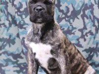 Fcı-Kıf Secereli Safkan Cane Corso Yavrular