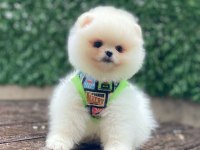 A Kalite Pomeranian Boo
