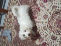 Alex yeni sahibini arıyor Maltese Terrier