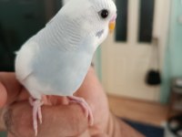 4 aylik Ele Alışmaya Uygun Yavru Muhabbet Kuşlar