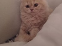 Dünya tatlısı persian