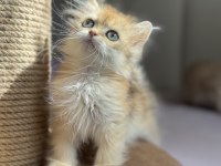 Mükemmel Kalite Golden Ny11 British Longhair