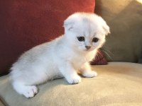 Aynı Gün Teslim İmkanıyla Scottish Fold Yavruları