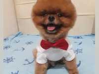 POMERANİAN BOO TEDDY BEAR