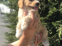 POODLE AYARINDA HARİKA MALTİPOO YAVRULARI