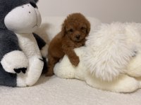 Toy poodle mini bebeğimiz