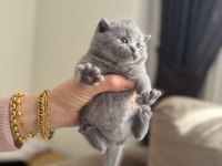 British shorthair beyaz silver ve blue yavrular