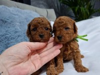 Safkan Toy Poodle Yavrularımız