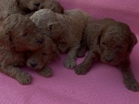 EV ÜRETİMİ SAFKAN TOY POODLE BEBEKLER