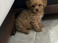 Maltipoo Yavrumuz Yuva Arıyor