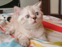 Blue point scottish fold