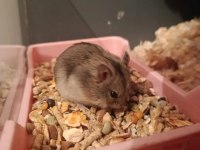 Gonza hamster bebeklerim yeni yuvasını bekliyor