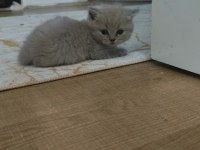 SAFKAN BRİTİSH SCOTTİSH YAVRULARIM