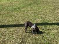 MİCRO FRENCH BULLDOG