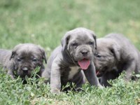 Heybetli Irk Garantili Cane Corso Yavrular