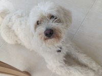 Maltipoo 1.5 yaş
