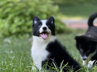 Border collie yavru köpekler