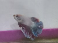 Betta balıkları 1 çift ve akvaryumu