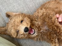 0 numara toy poodle 2 aylık erkek