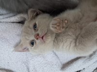 Sarı british shorthair yavrumuz
