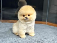 Ailenizin Yeni Üyesi Pomeranian Boo Yavrularımız