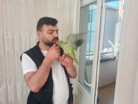 Yavru Alex İskender Papağanımız