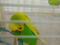 Kuşumu çocuklardan dolayı veriyorum