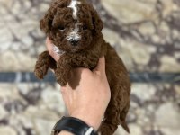 RED BROWN BE COLOR ERKEK POODLE
