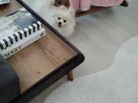 Sağlıklı oyuncu pomeranian boo