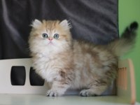 2,5 aylık british longhair erkek yavru
