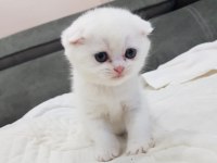 Scottish Fold Yavru Dişi