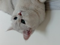 British shorthair erkek