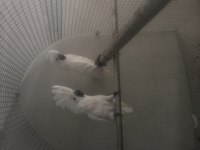 Kakadu umbrella çift dişi erkek