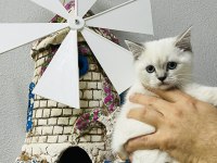 Safkan British Shorthair Bebekler